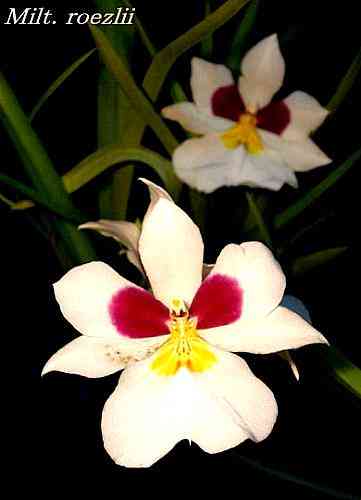 Miltonia roezli